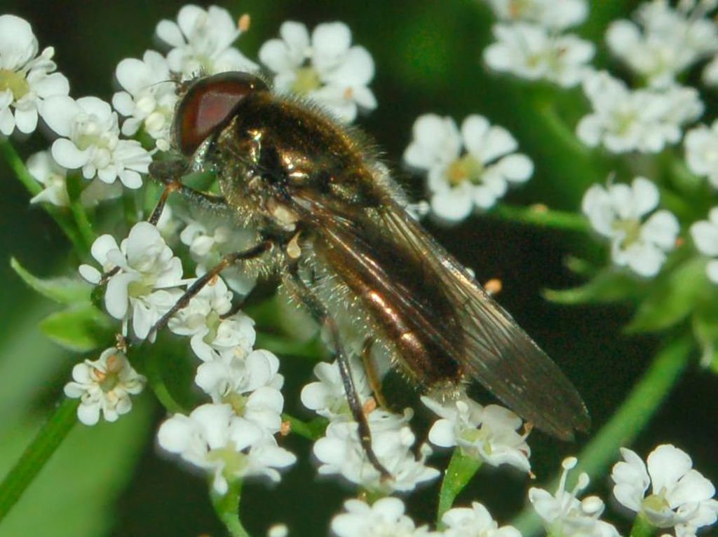 Chloromyia formosa