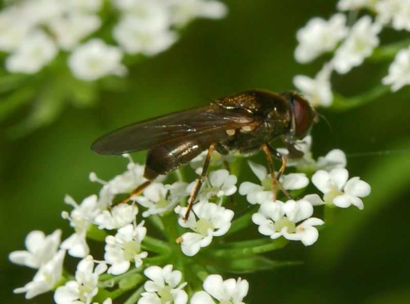 Chloromyia formosa