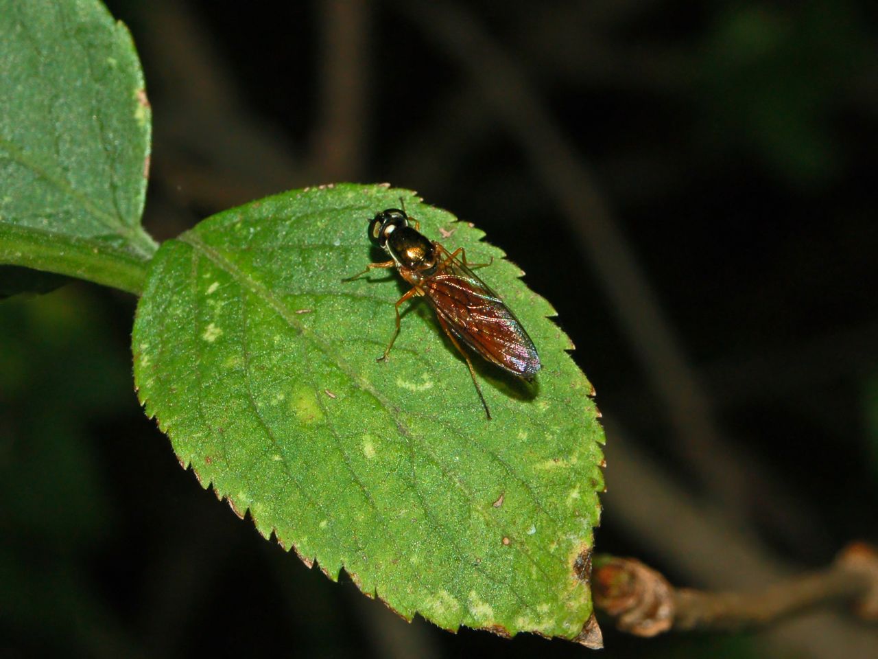 Chloromyia formosa