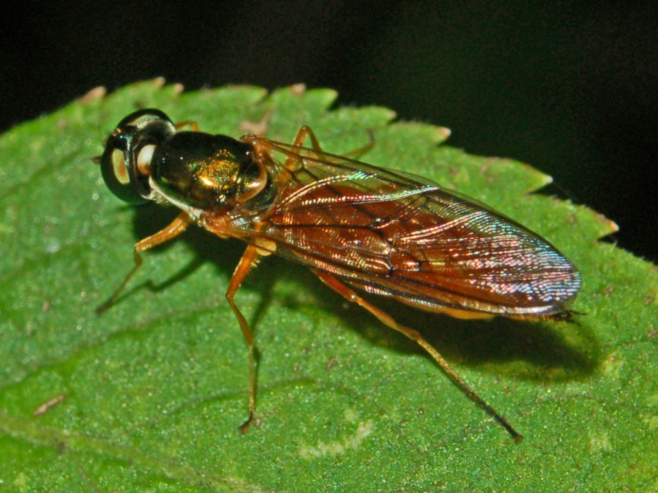 Chloromyia formosa