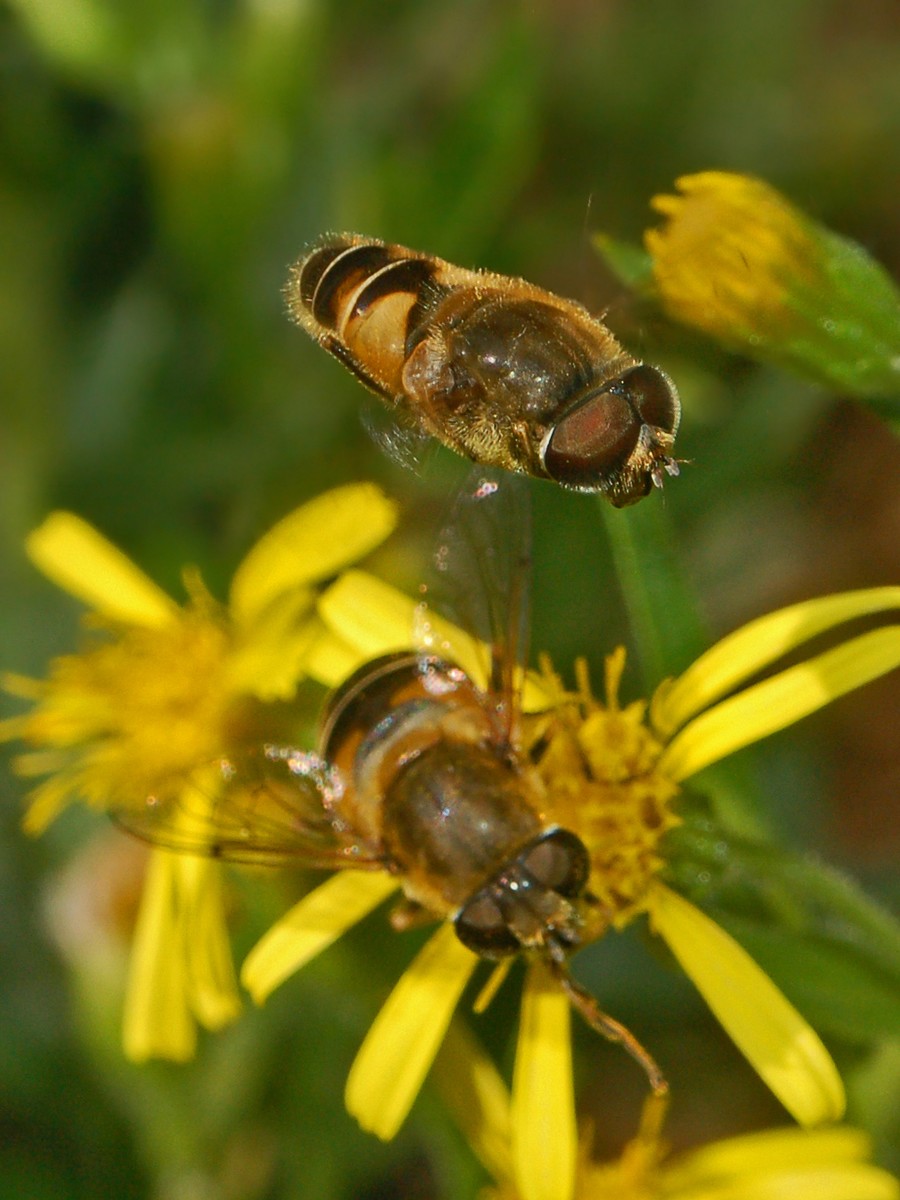 Eristalis sp.?