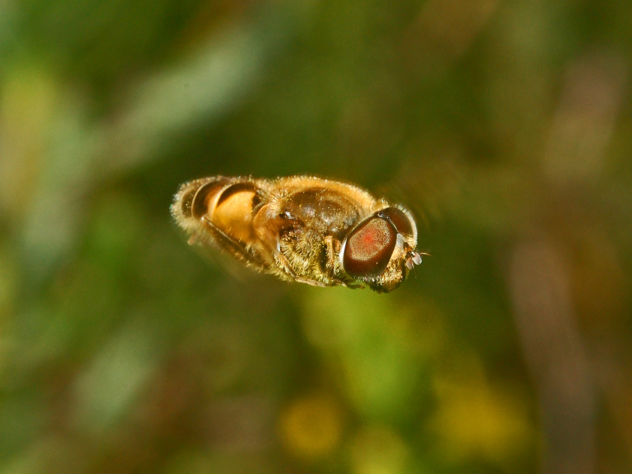 Eristalis sp.?