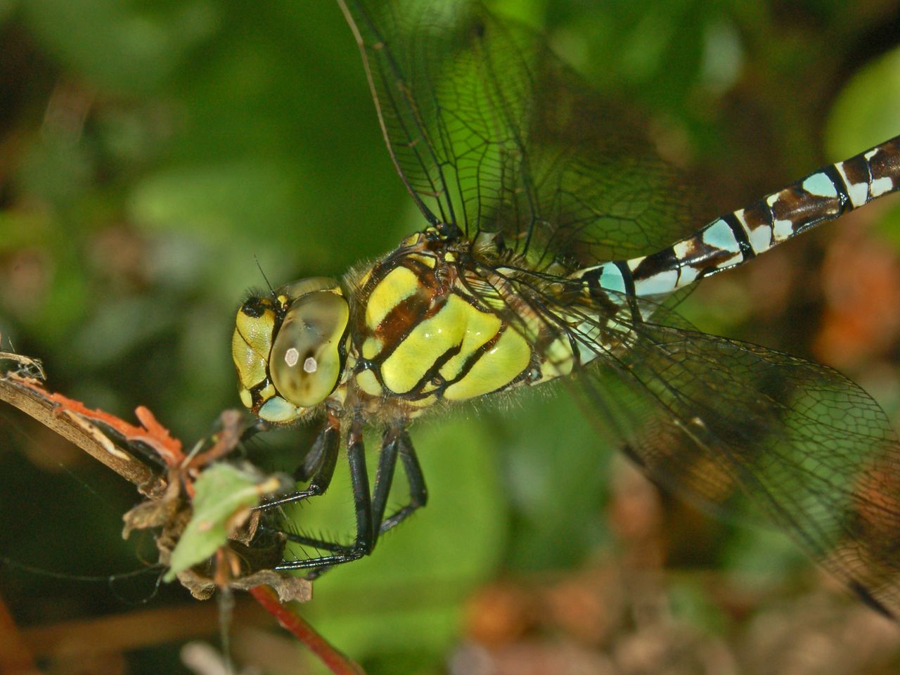 Una grossa libellula: Aeshna cyanea