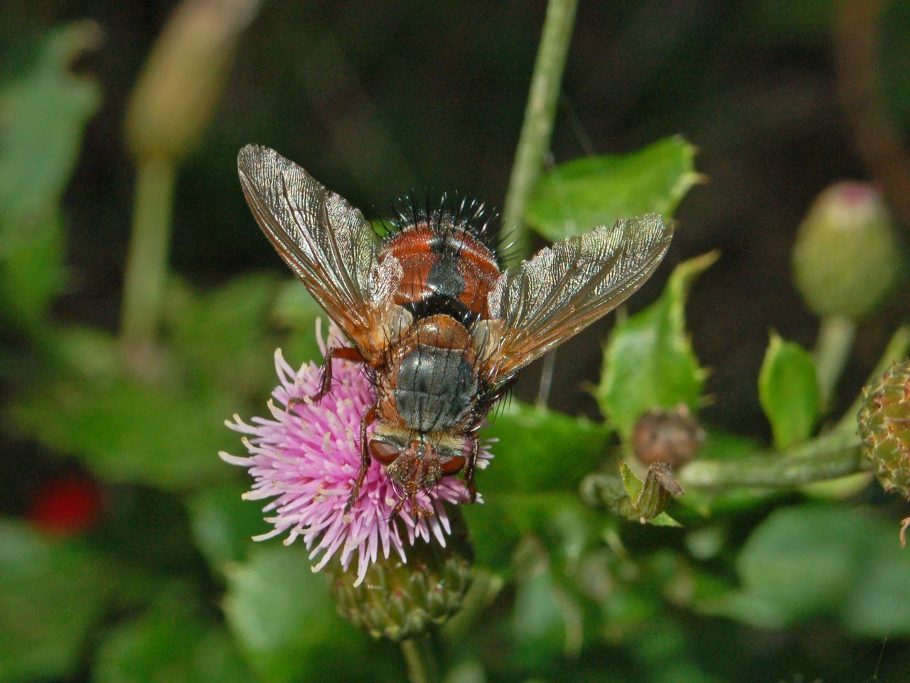 Tachina fera e/o Tachina magnicornis?