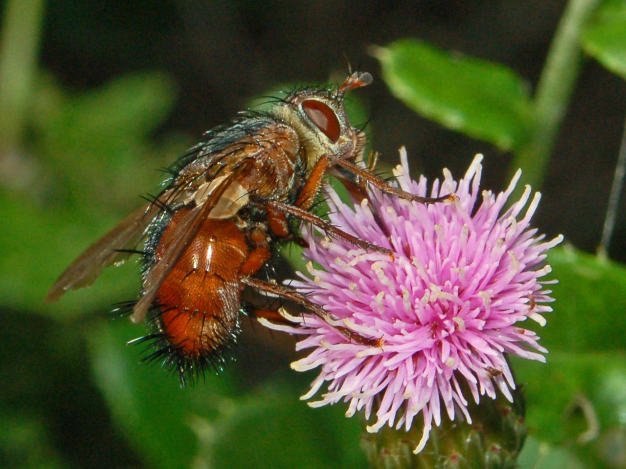 Tachina fera e/o Tachina magnicornis?