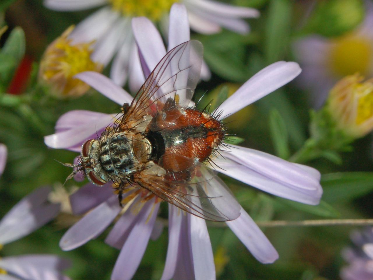 Tachina fera e/o Tachina magnicornis?