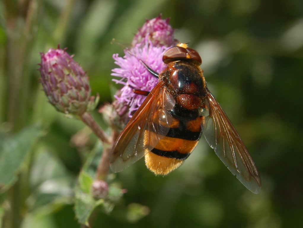 Volucella zonaria?