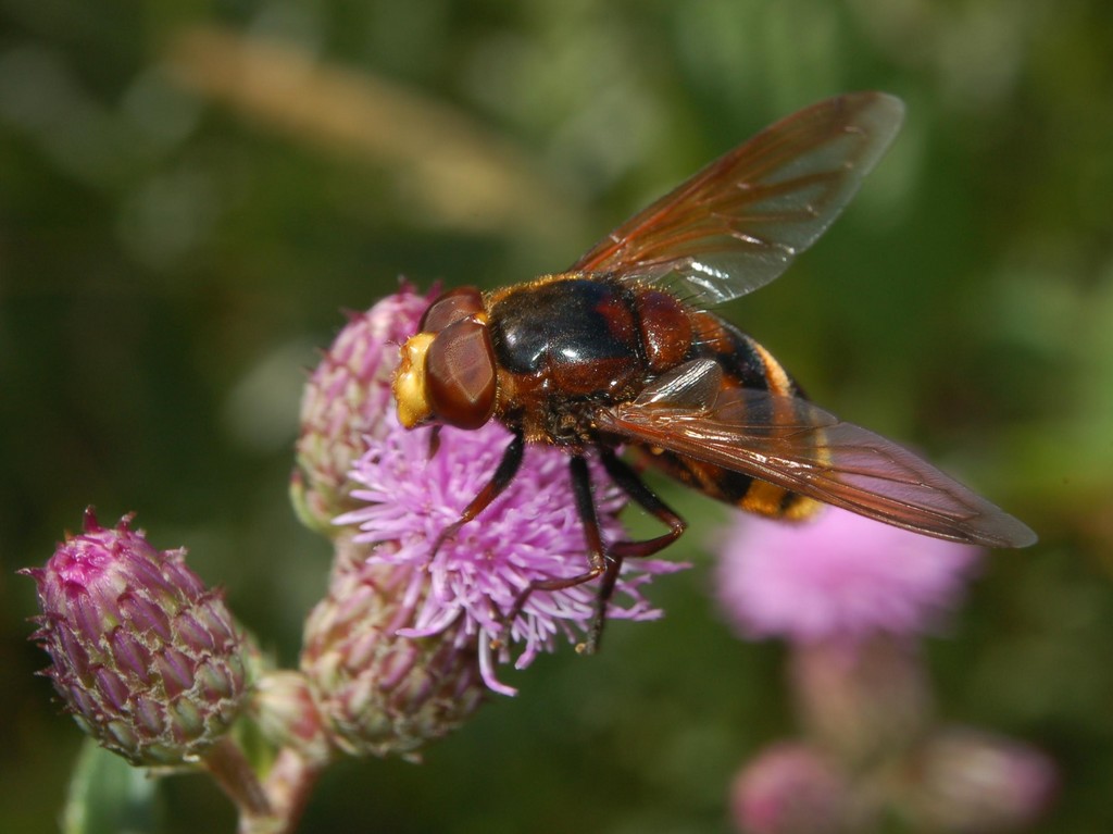 Volucella zonaria?