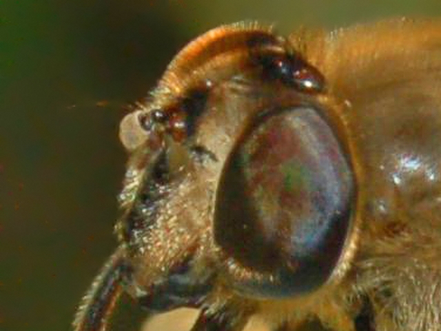 Eristalis sp.?