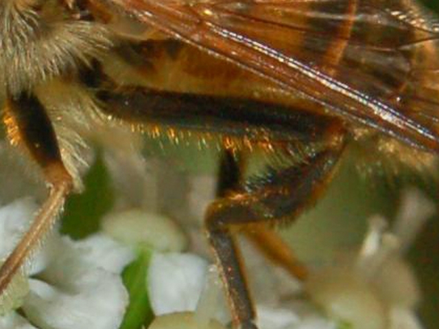 Eristalis sp.?