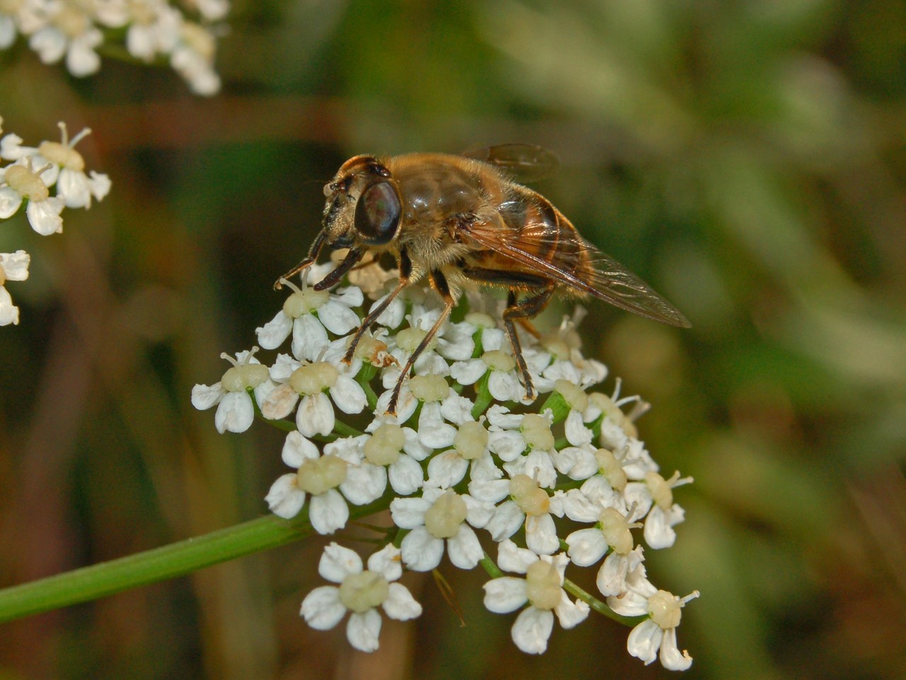 Eristalis sp.?