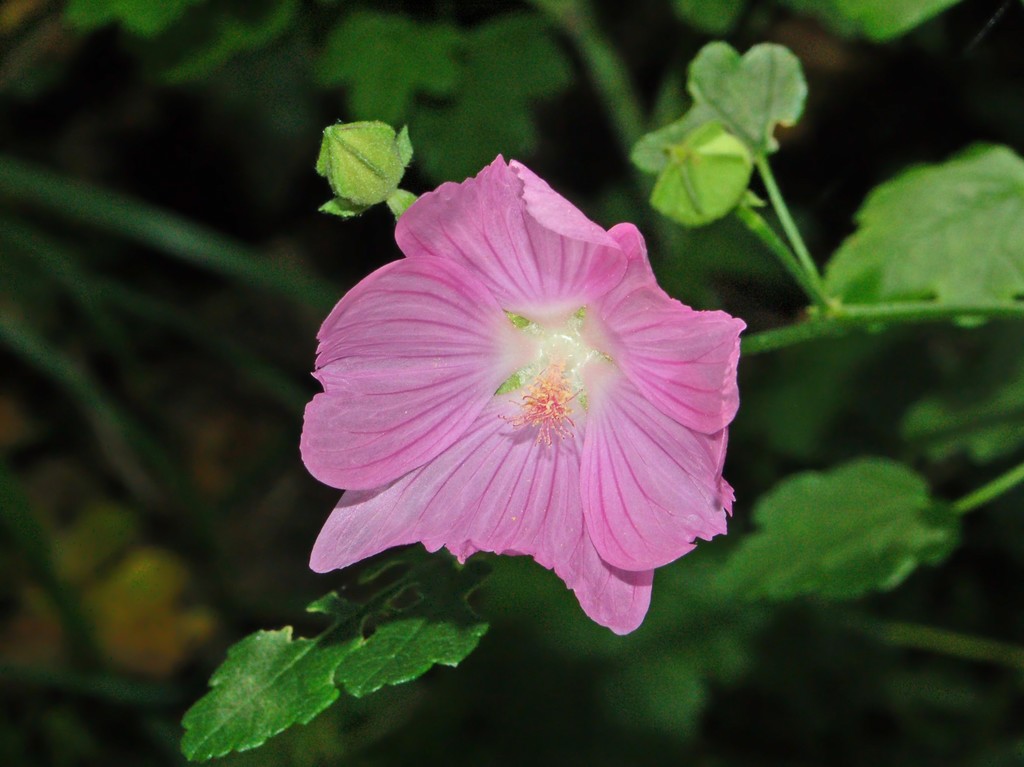 Malva trimestris