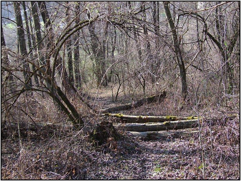 Riserva Naturale Bosco dei Bordighi