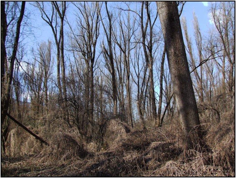 Riserva Naturale Bosco dei Bordighi