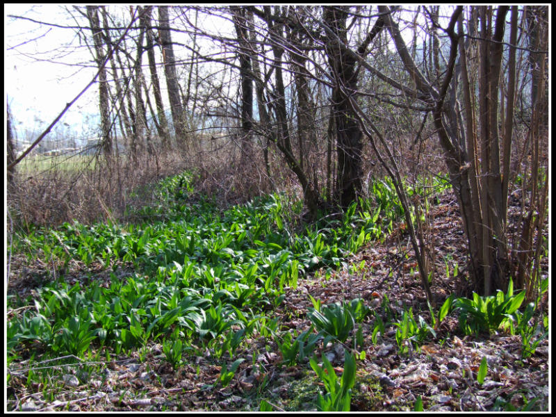 Riserva Naturale Bosco dei Bordighi