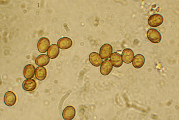 Per tutti gli interessati alla  sfida al micro n.2