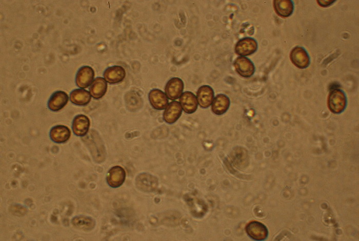 Per tutti gli interessati alla  sfida al micro n.2