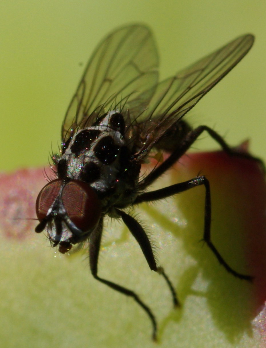 Maschio di Anthomyia