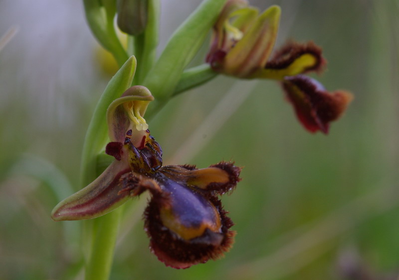 Ophrys .... Bottino di orchidee