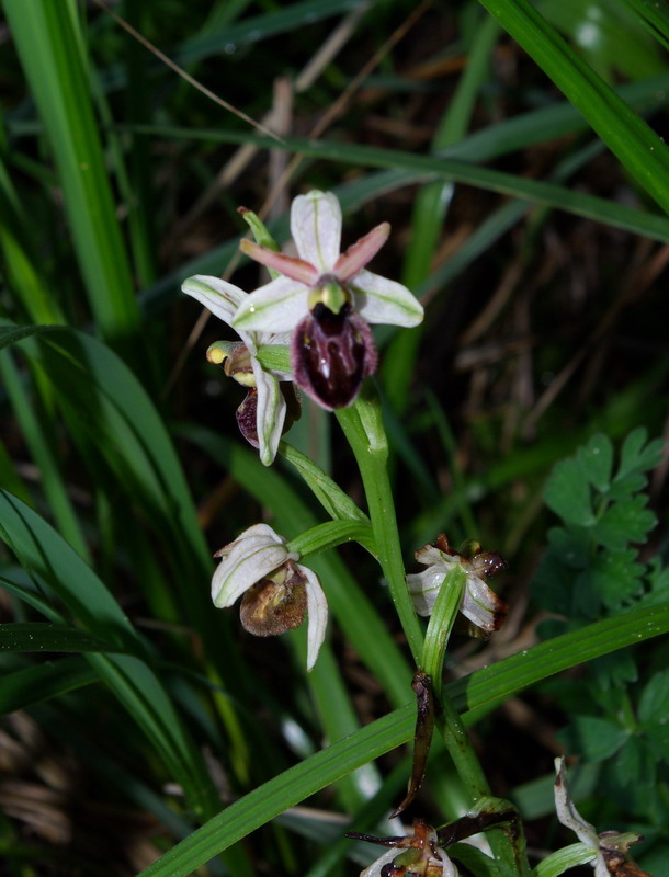 Ophrys Sphegodes ?
