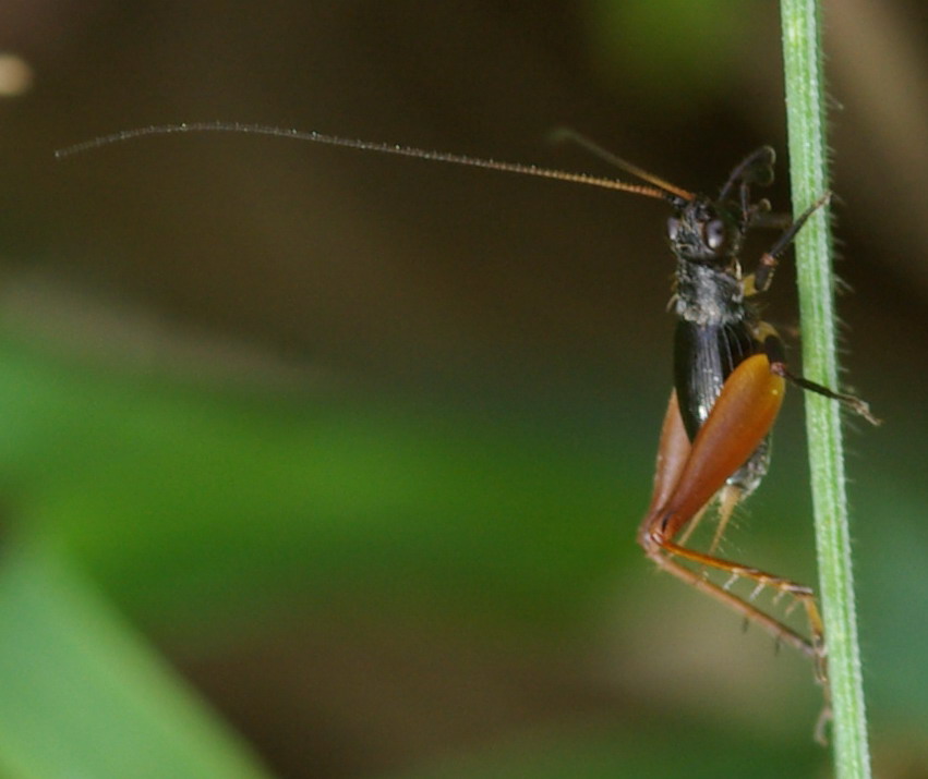 Ortottero minuscolo: Trigonidium cicindeloides