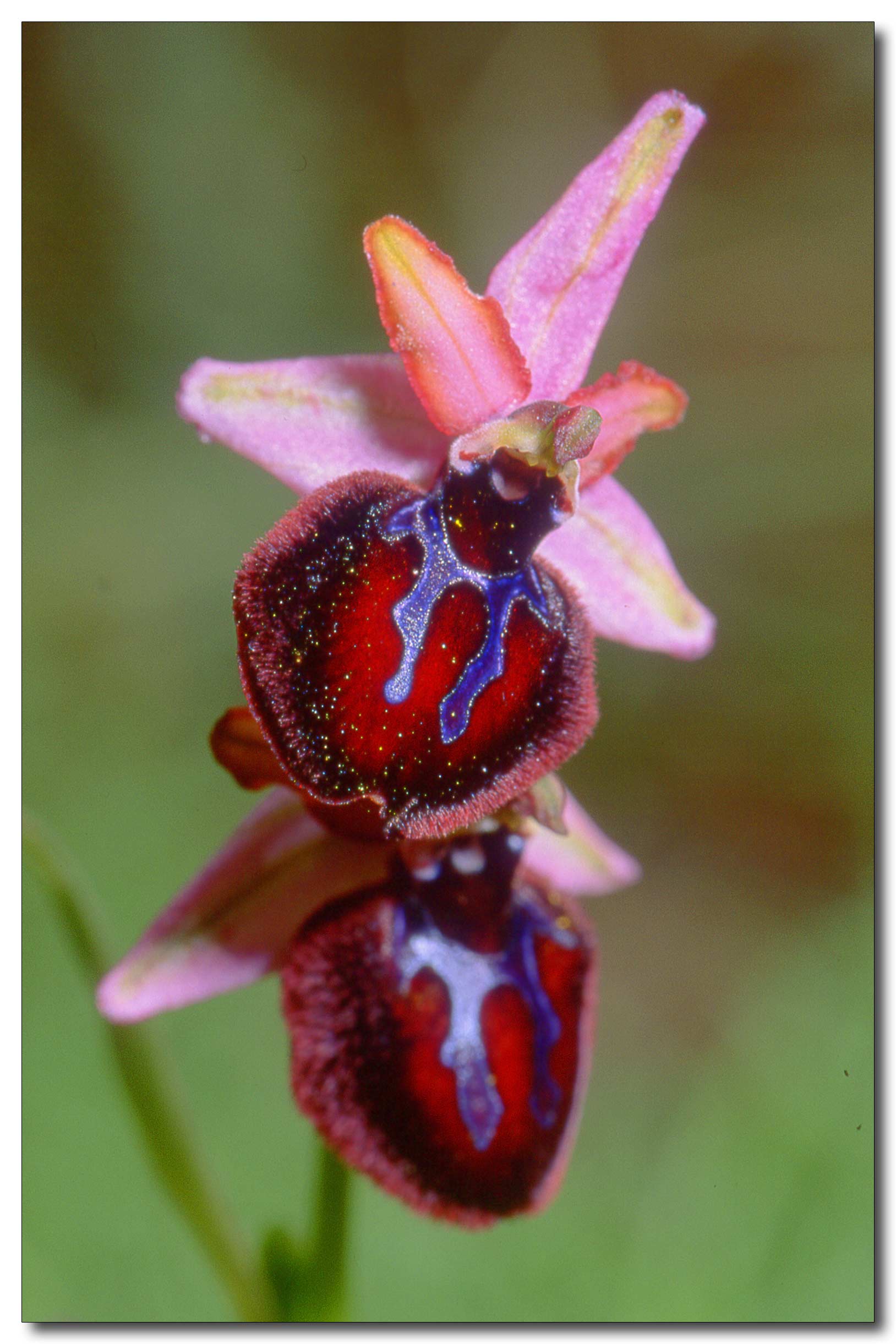 Ophrys sipontensis