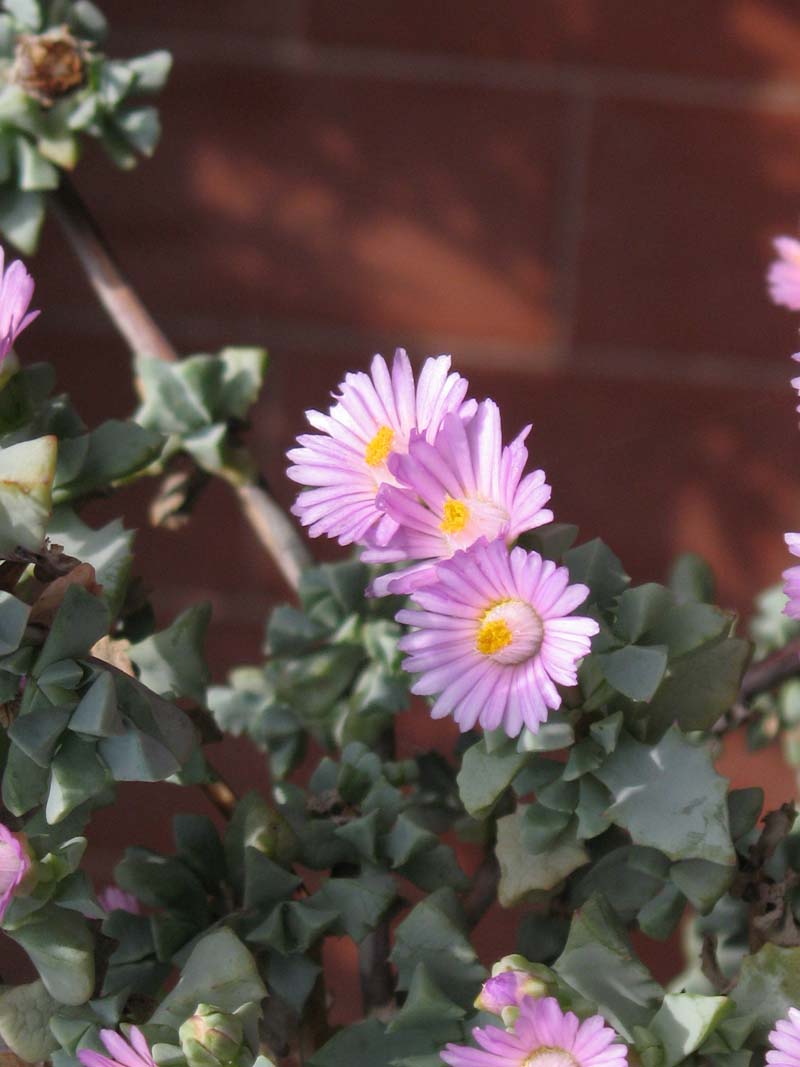 Oscularia deltoides (pianta coltivata)