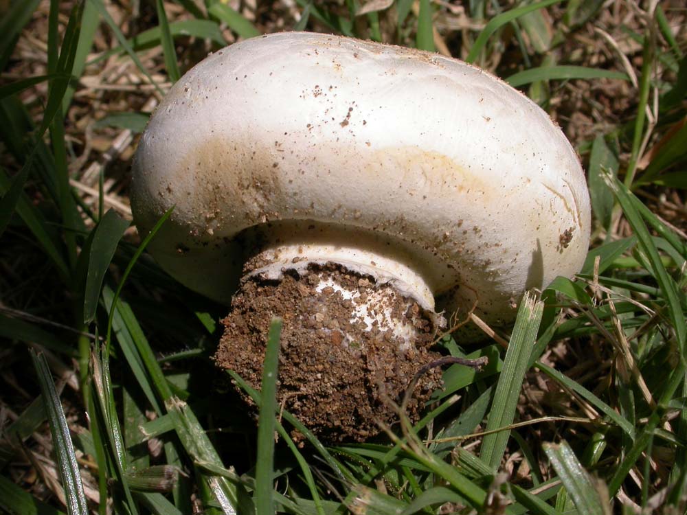 Agaricus bitorquis?