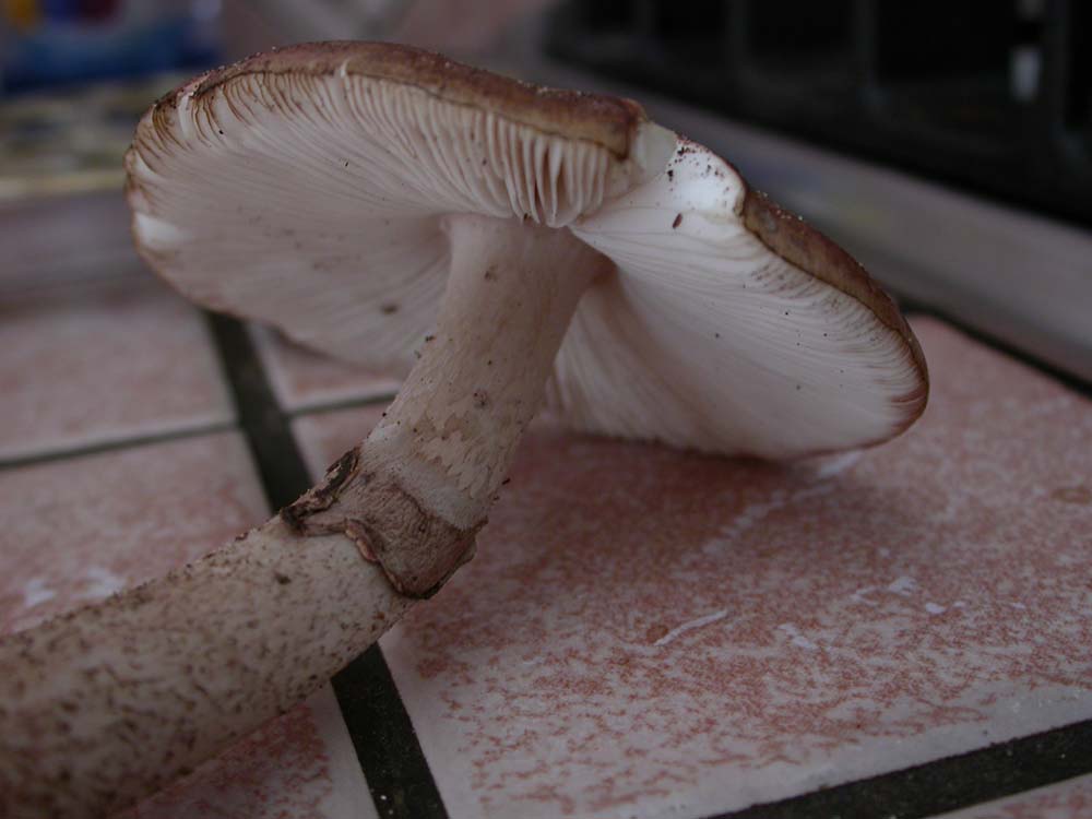 Lepiota?