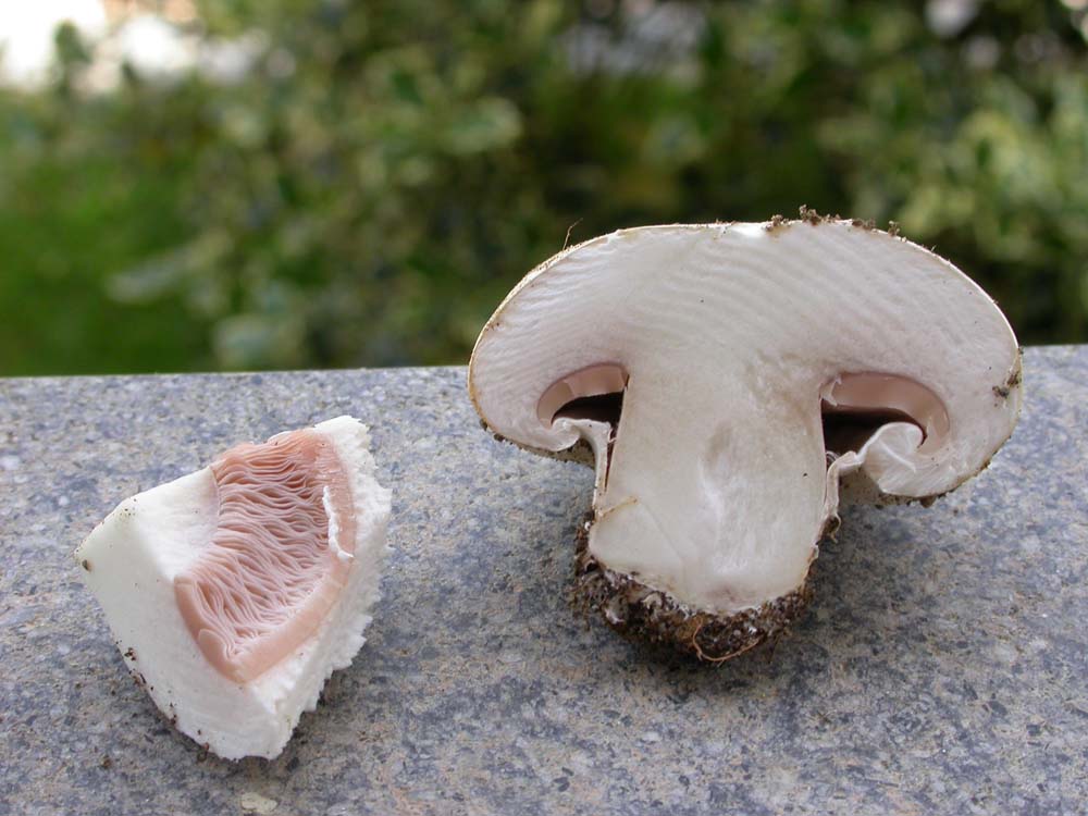 Agaricus bitorquis?