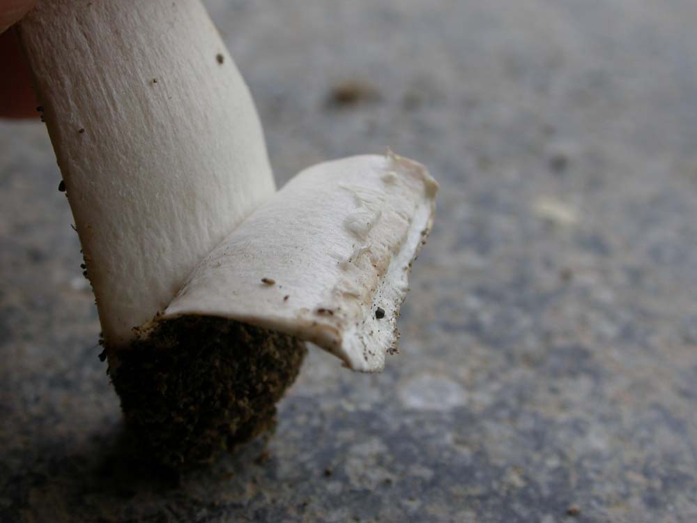 Agaricus bitorquis?