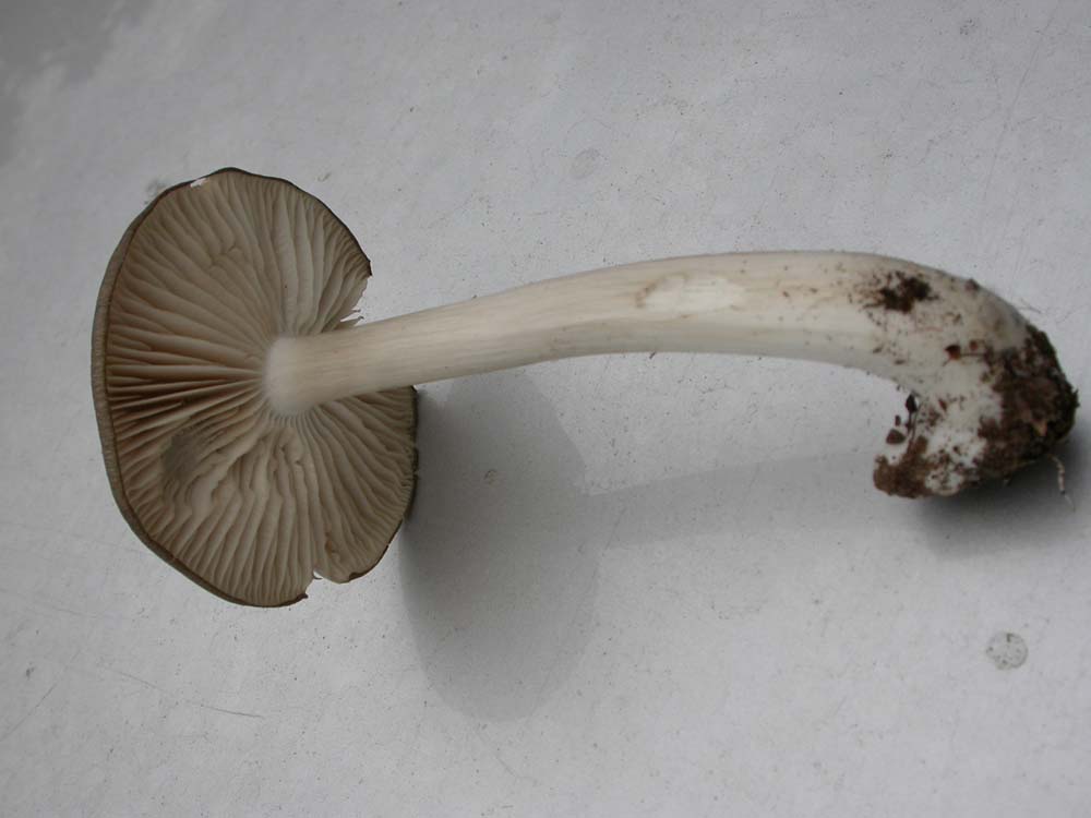 Pluteus cervinus?