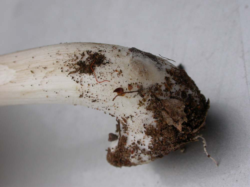 Pluteus cervinus?