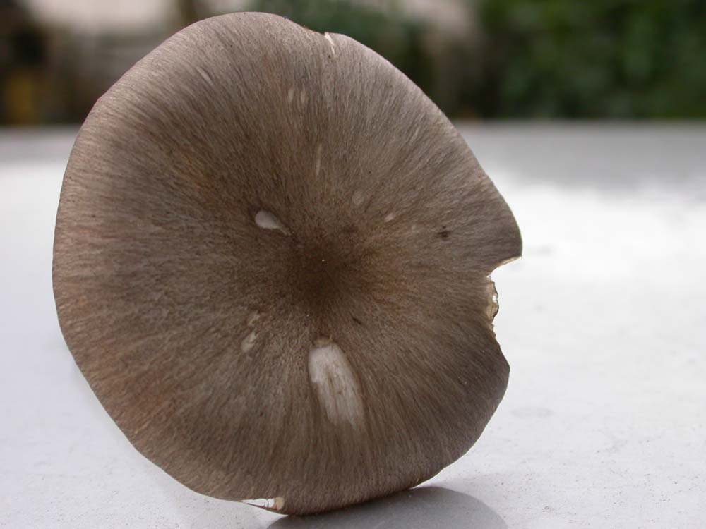 Pluteus cervinus?