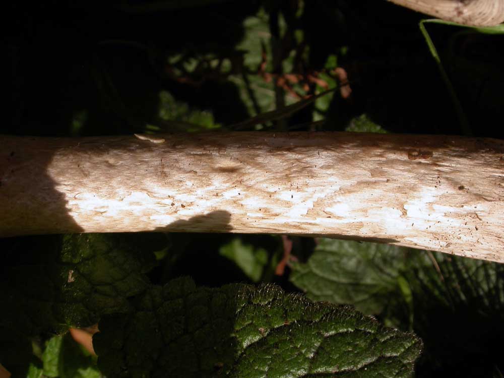 amanita