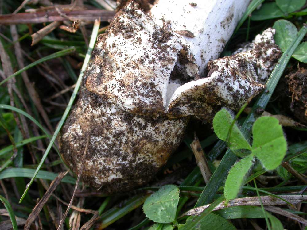 amanita