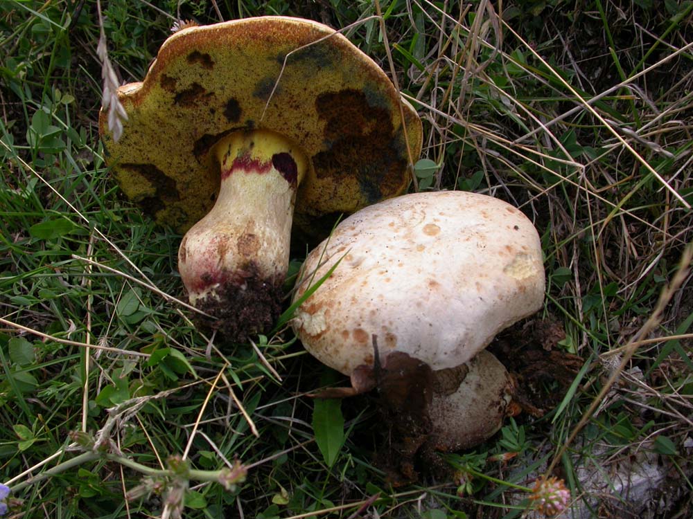 Boletus