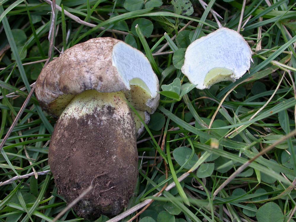 Boletus