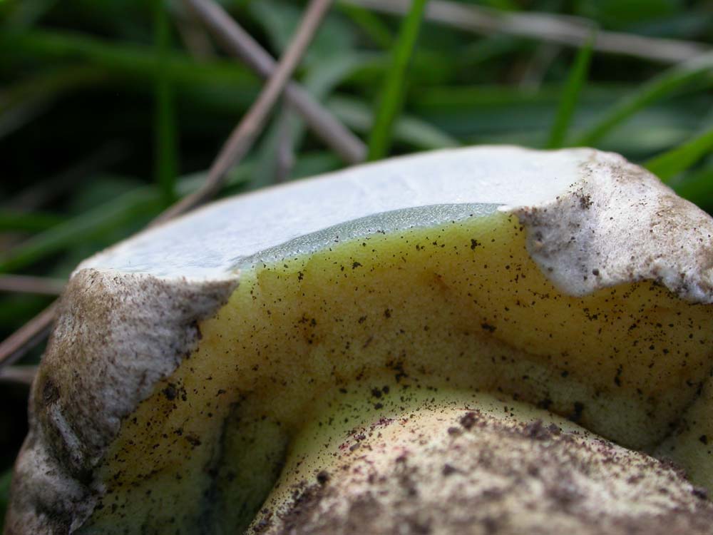 Boletus