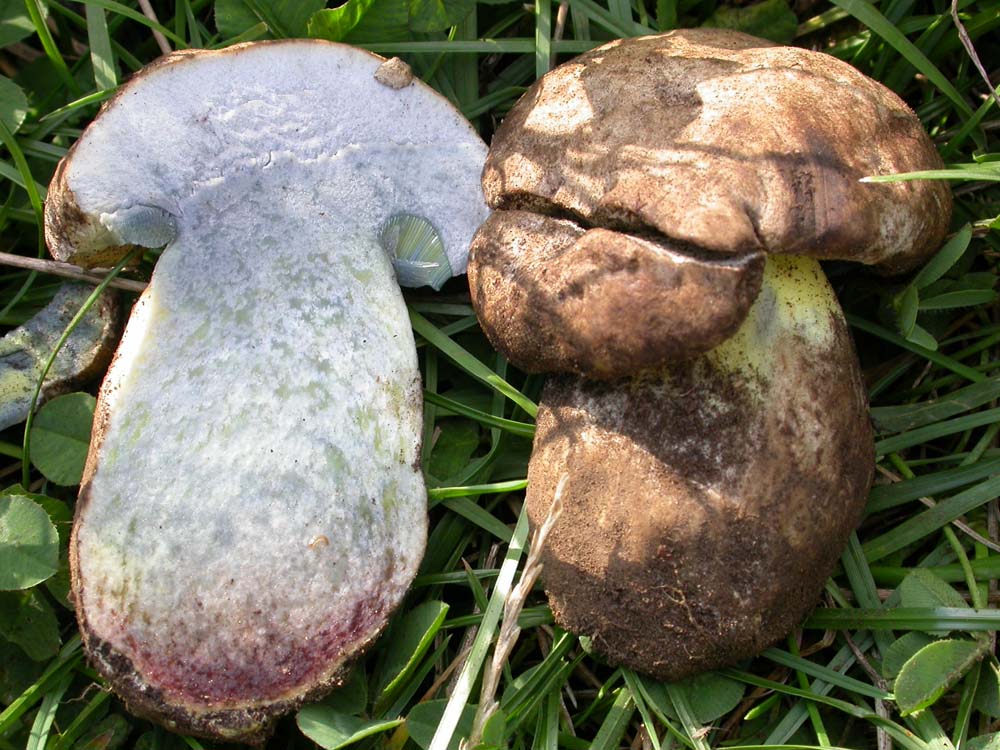 Boletus