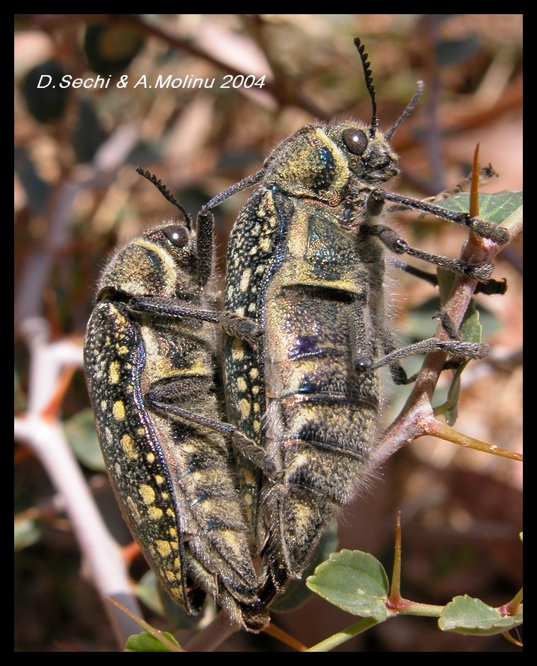 Julodis lucasi (Col.Buprestidae) di Tunisia