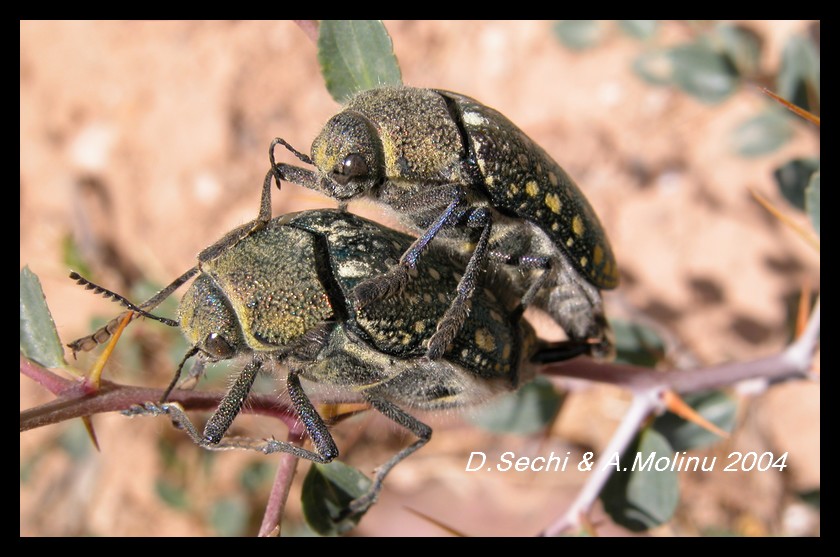 Julodis lucasi (Col.Buprestidae) di Tunisia