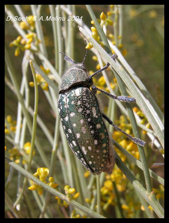 Julodis lucasi (Col.Buprestidae) di Tunisia