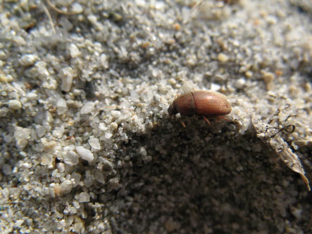 Pseudoseriscius olivieri sardiniensis (Col. Tenebrionidae)