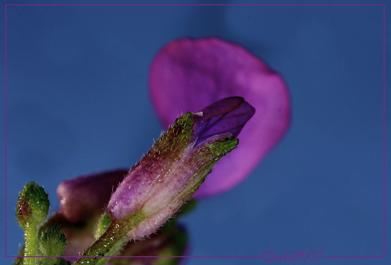 fiore di campo da determinare: Aubrieta?