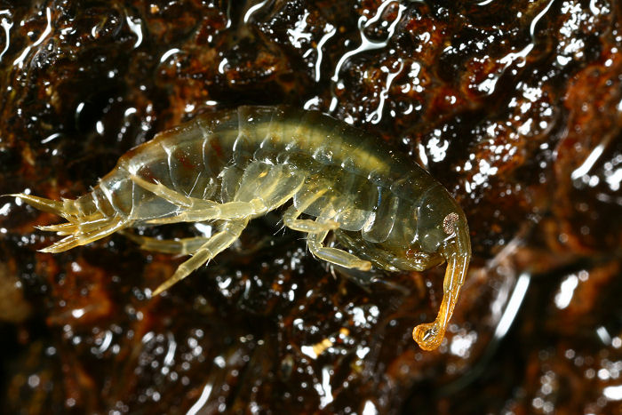 Gammarus sp.