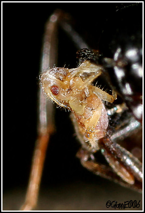 formica malata? No.Lasius fuliginosus con piccola preda