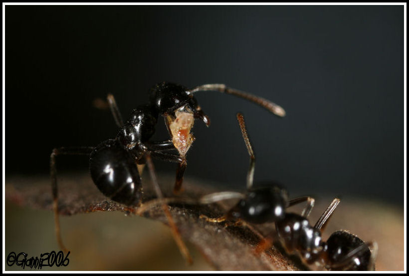 formica malata? No.Lasius fuliginosus con piccola preda