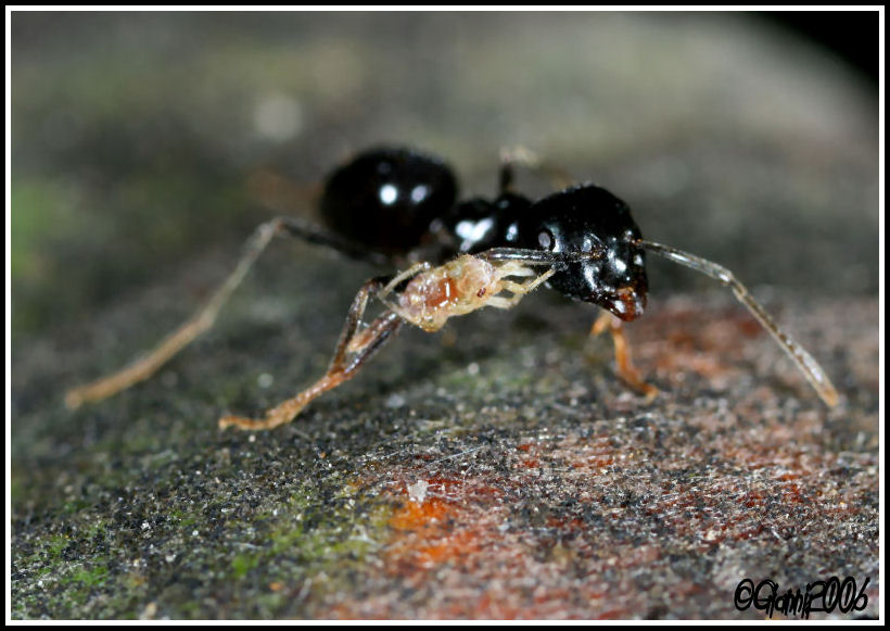 formica malata? No.Lasius fuliginosus con piccola preda