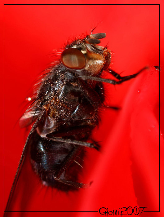 Calliphora sp.